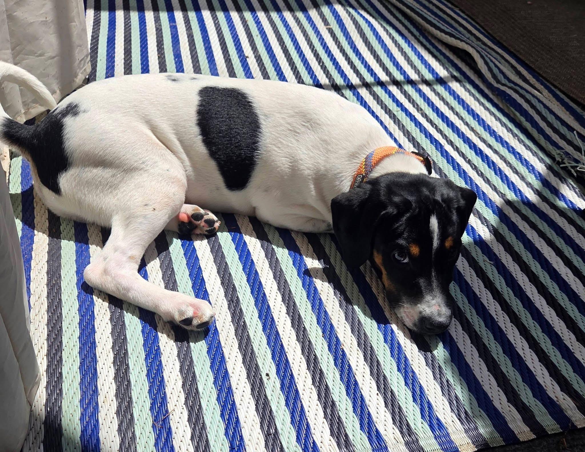 Enlarge Milo, a ADOPTABLE mixed breed in Jeffersonville, IN image 5/5