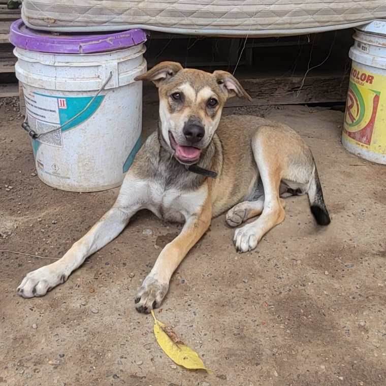 Rossy, Adoptable, Adult Female Mixed Breed.