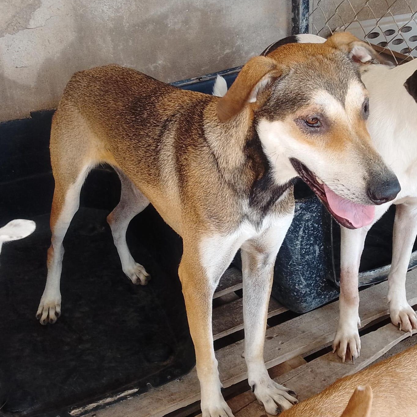 Rossy, an adoptable Mixed Breed in Las Jarretaderas, NAY, 63735 | Photo Image 6