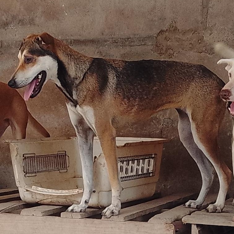Rossy, an adoptable Mixed Breed in Las Jarretaderas, NAY, 63735 | Photo Image 3