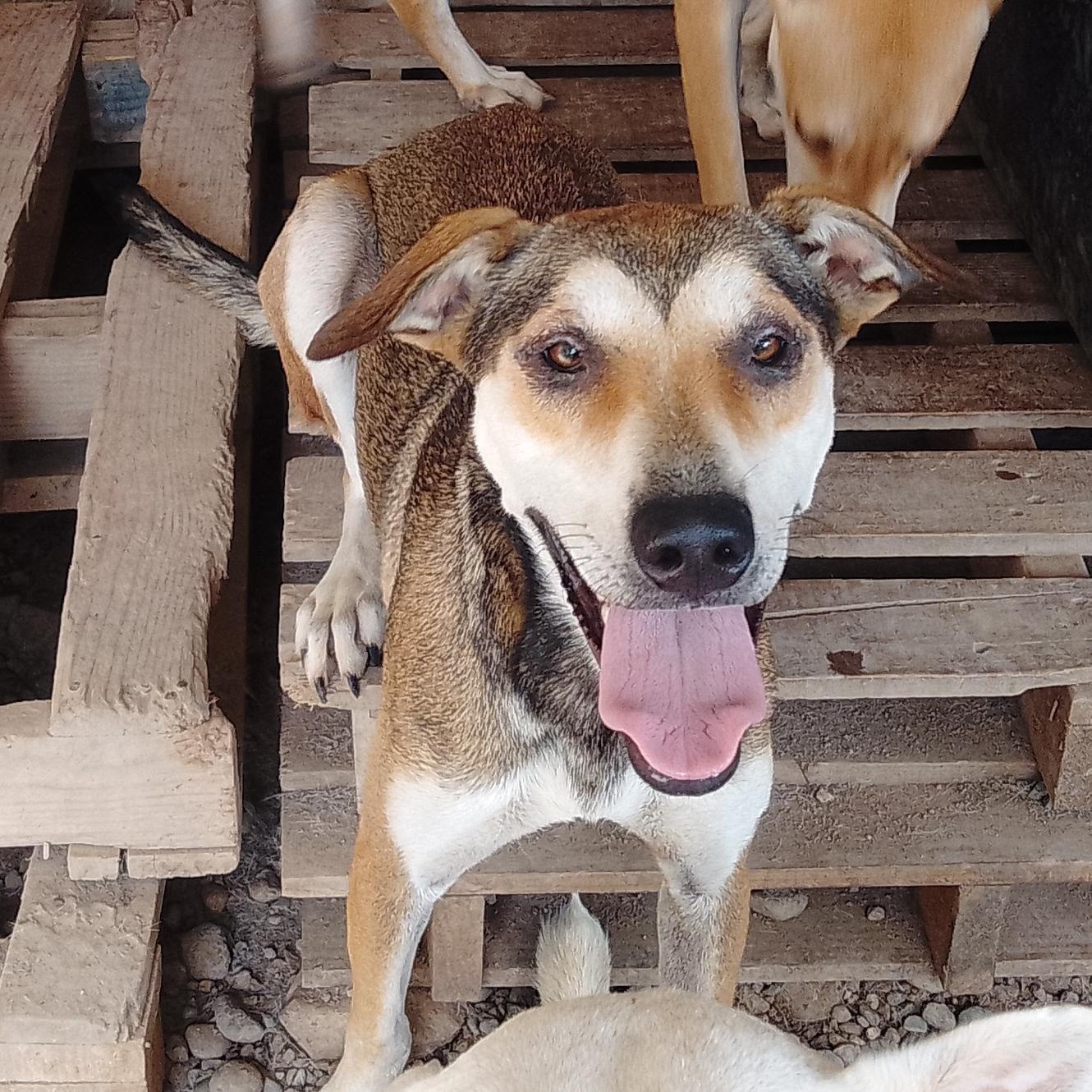 Rossy, Adoptable, Adult Female Mixed Breed.