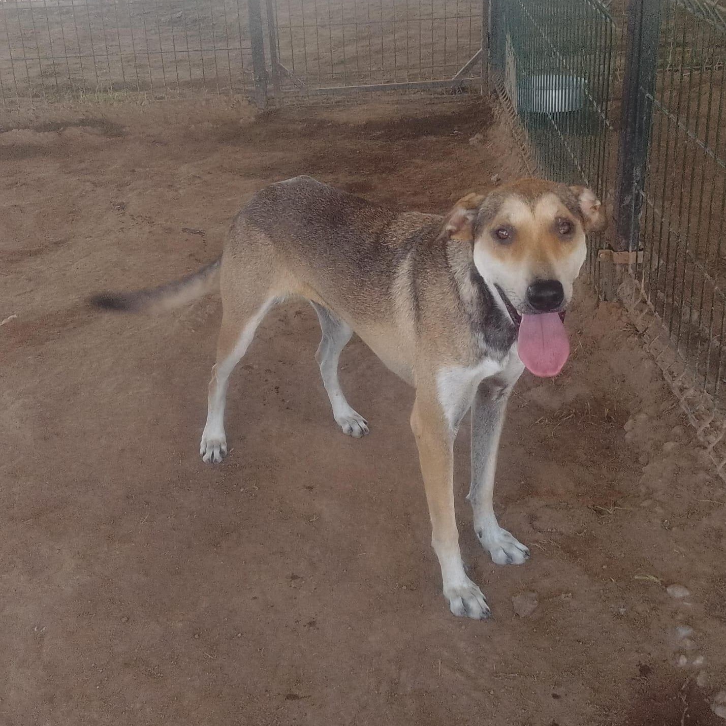 Enlarge Rossy, a Adoptable Mixed Breed in Las Jarretaderas, NAY image 3/6