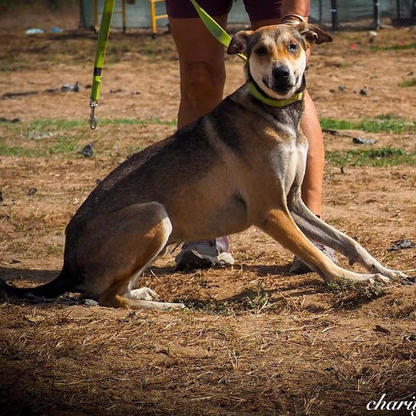 Enlarge Rossy, a Adoptable Mixed Breed in Las Jarretaderas, NAY image 1/6