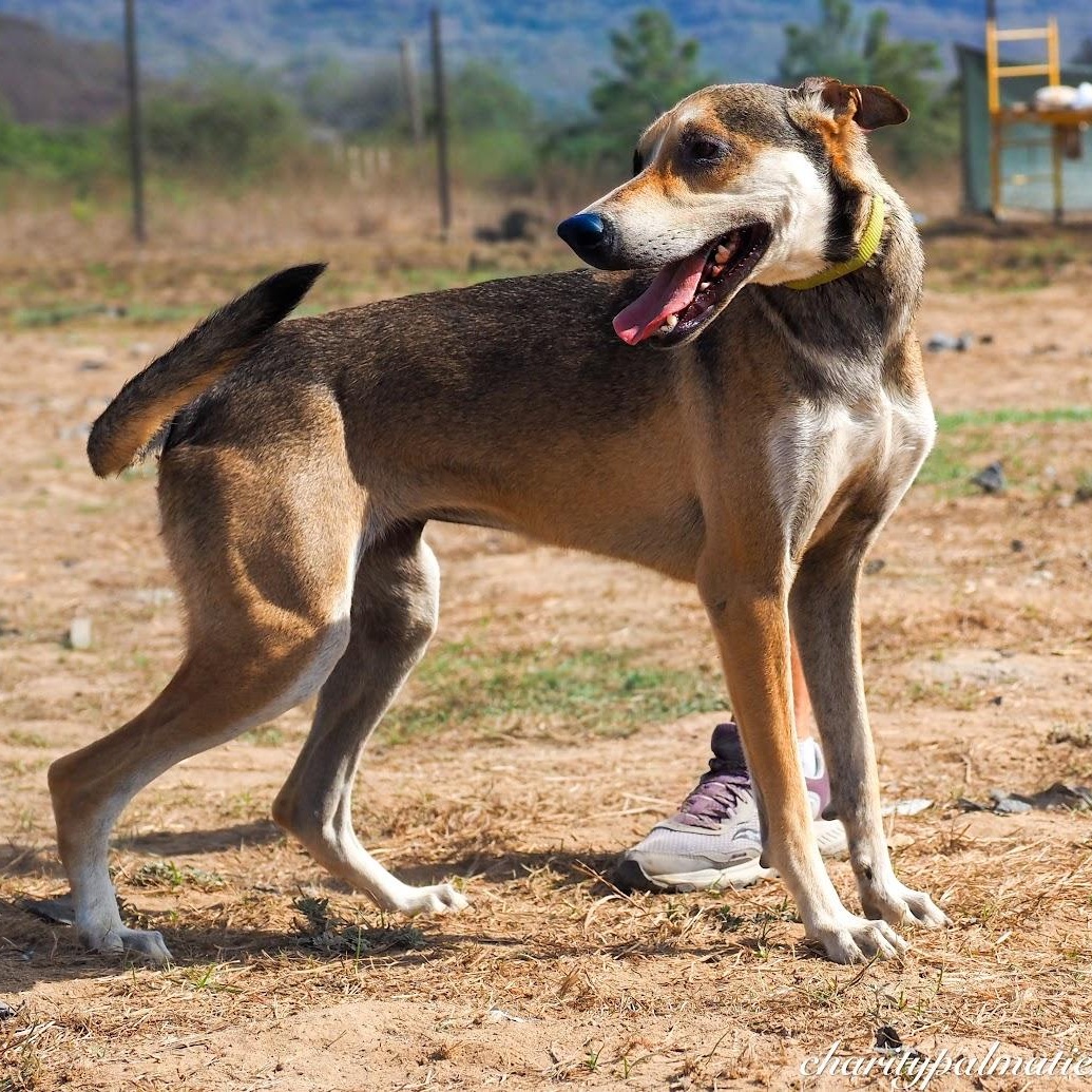 Enlarge Rossy, a Adoptable Mixed Breed in Las Jarretaderas, NAY image 2/6