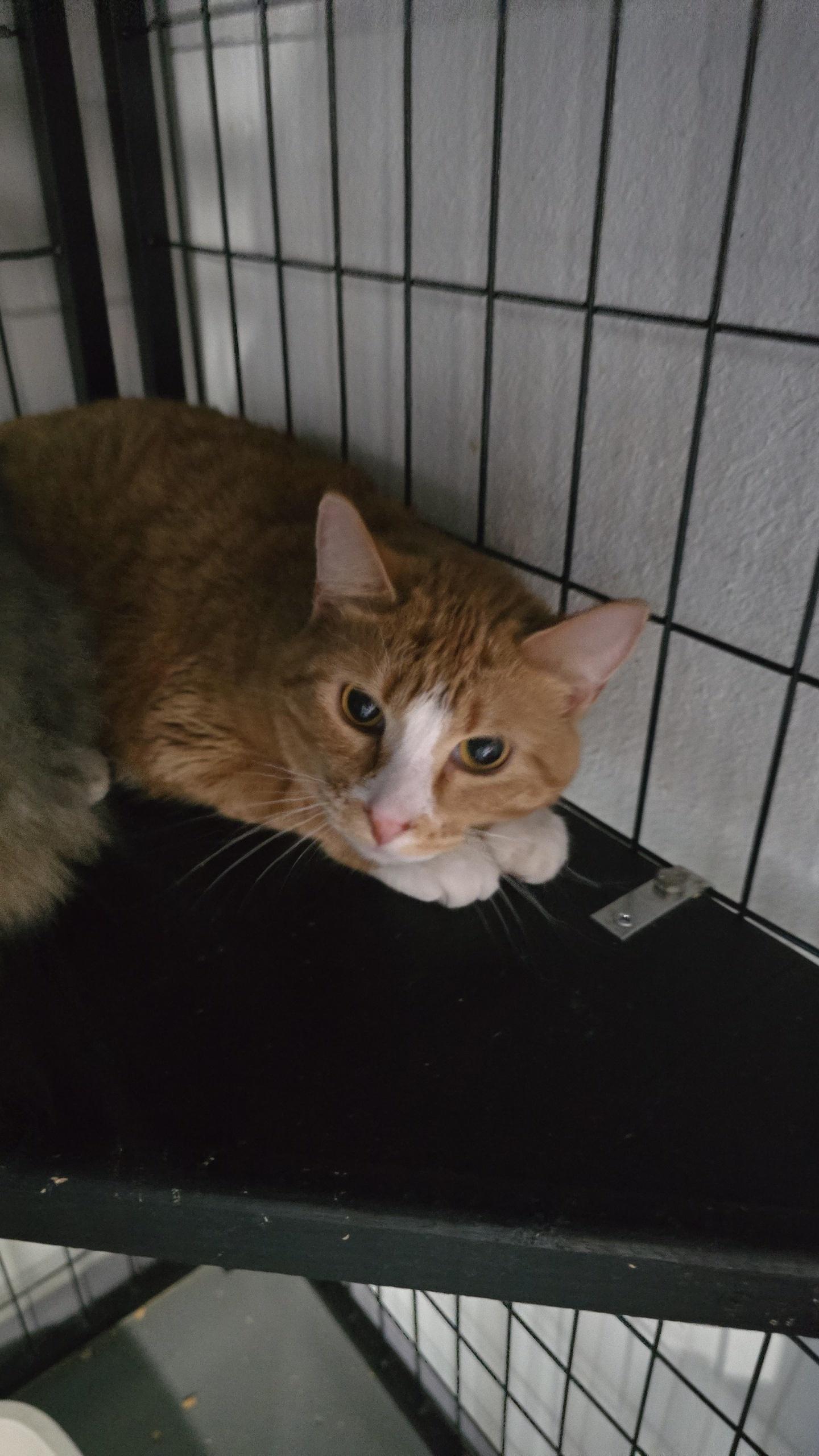 Enlarge June, a Adoptable Domestic Short Hair in Iowa Falls, IA image 1/1