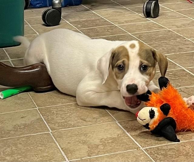 ANDROMEDA, Adoptable, Puppy Female Pit Bull Terrier & Mixed Breed.