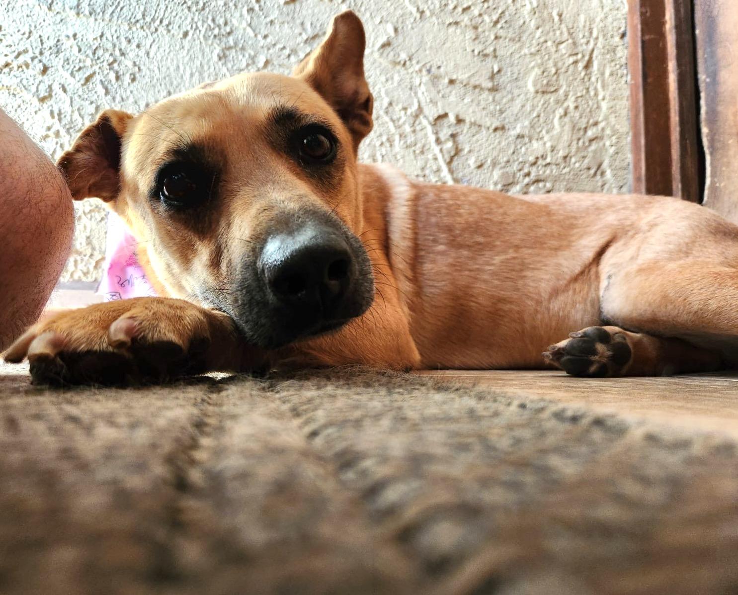 Lasy, an adoptable Belgian Shepherd / Malinois in Mexicali, BCN, 21280 | Photo Image 5
