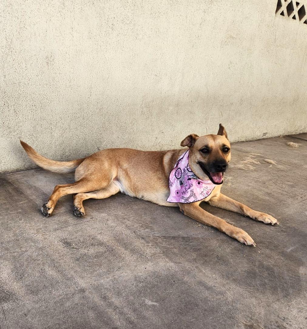 Lasy, a Adoptable mixed breed in Mexicali, BCN image 2/6