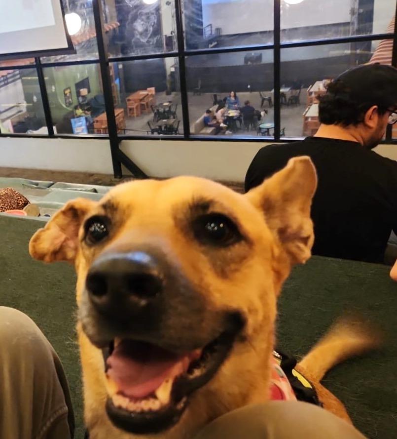 Lasy, an adoptable Belgian Shepherd / Malinois in Mexicali, BCN, 21280 | Photo Image 3