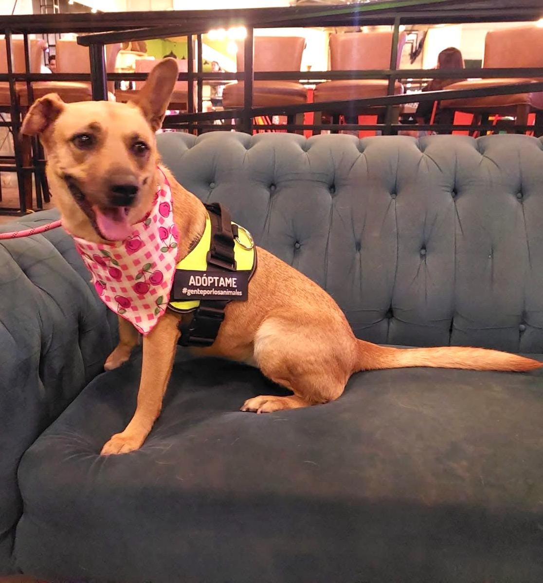 Lasy, Adoptable, Adult Female Belgian Shepherd / Malinois.