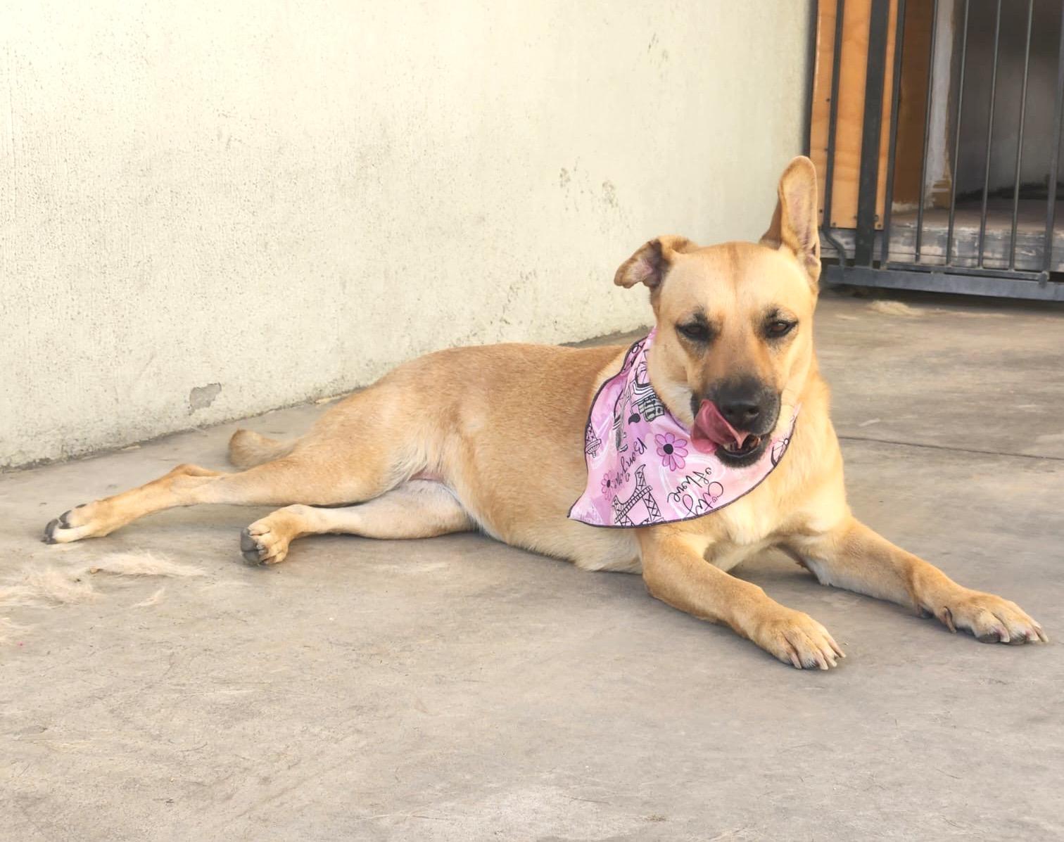 Lasy, a Adoptable mixed breed in Mexicali, BCN image 4/6