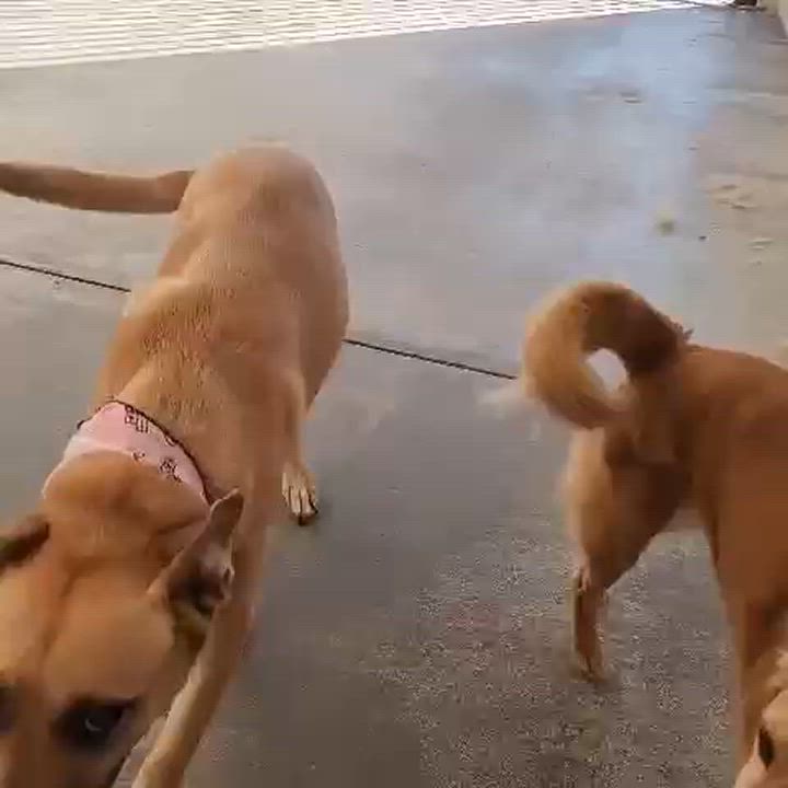 Enlarge Lasy, a Adoptable mixed breed in Mexicali, BCN video 6/6