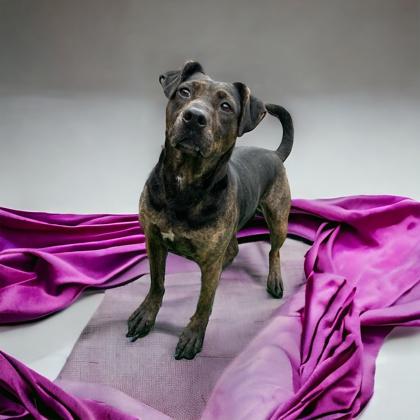Enlarge Bella Raye, a Adoptable Mixed Breed in Cumberland, MD image 1/1