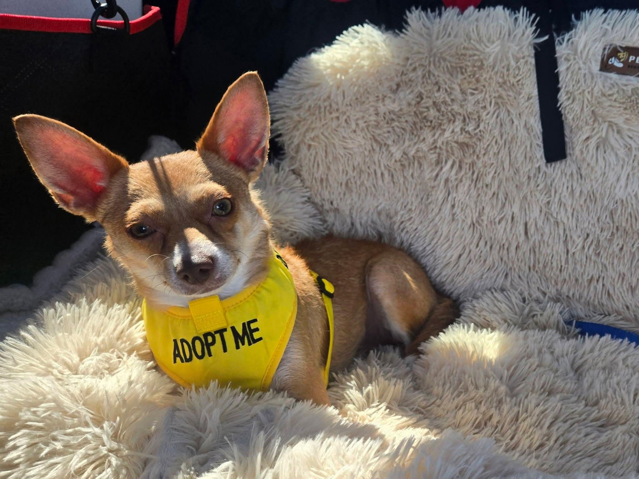 Stella , a Adoptable mixed breed in Temecula , CA image 1/6