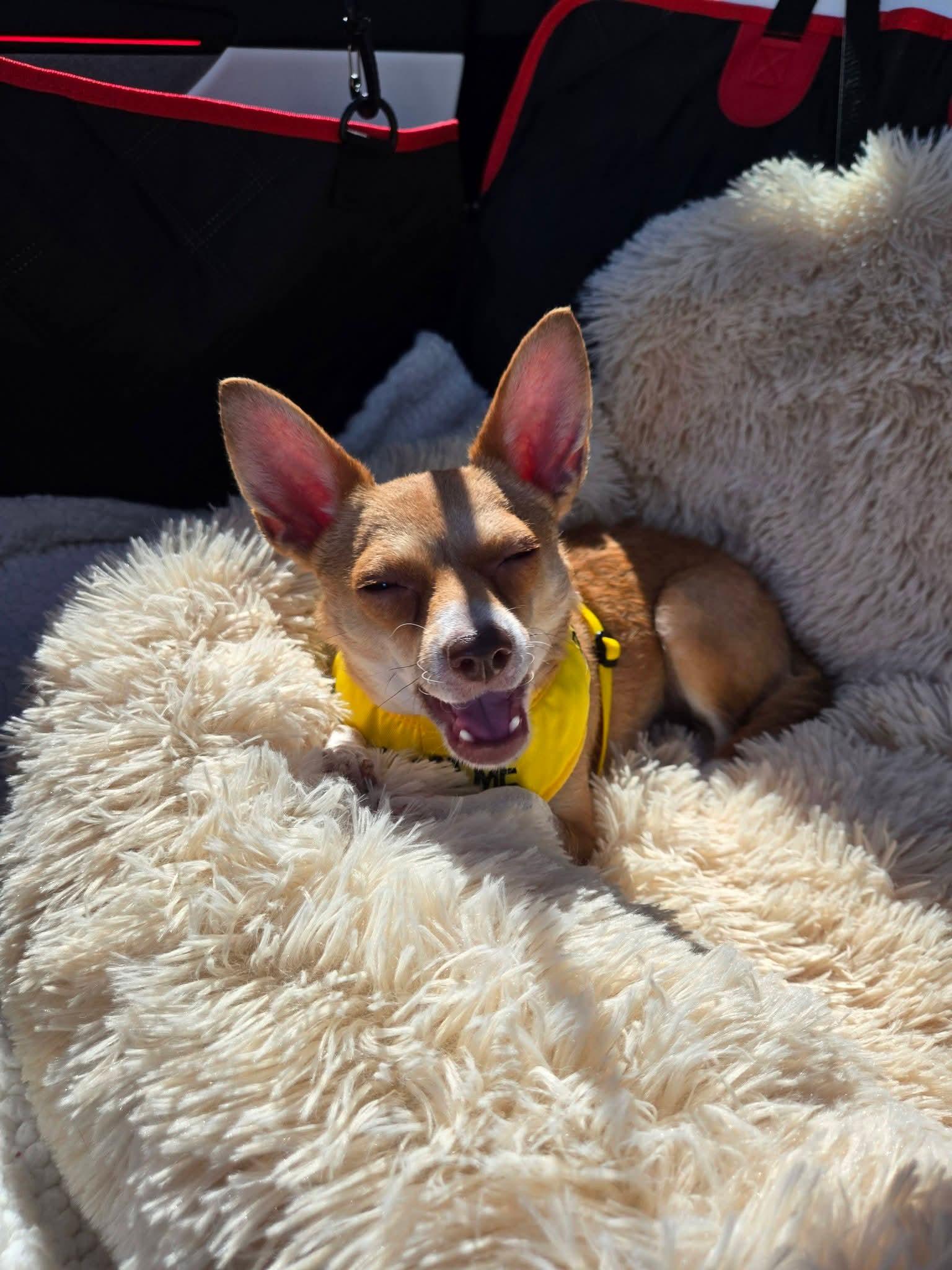 Stella , a Adoptable mixed breed in Temecula , CA image 5/6
