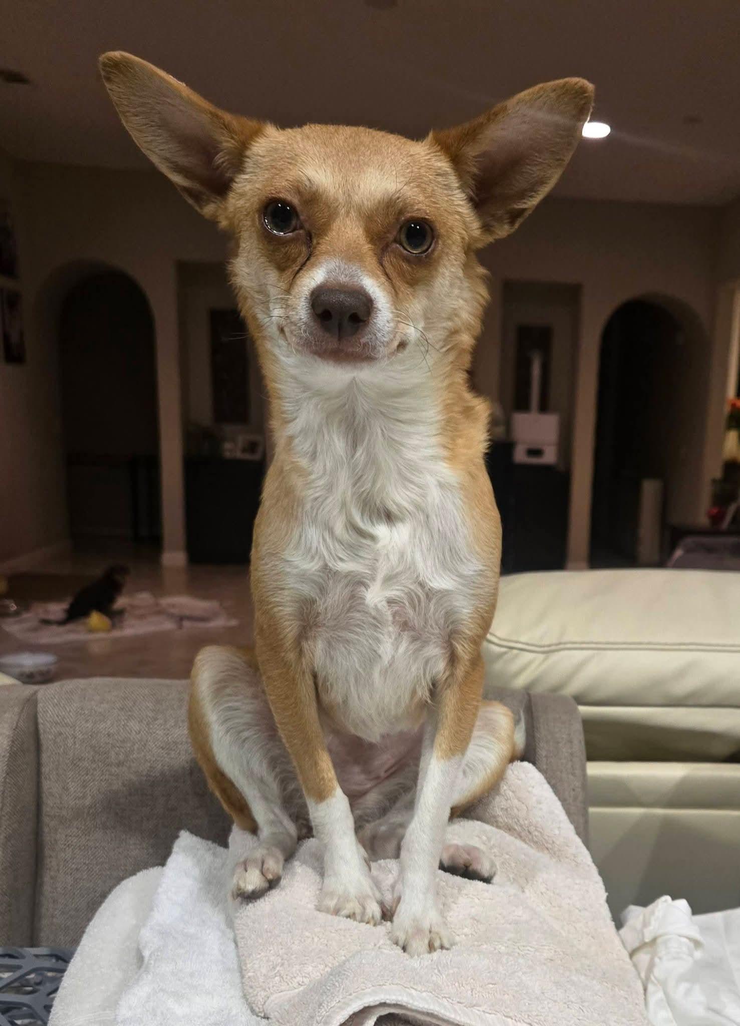 Stella , a Adoptable mixed breed in Temecula , CA image 3/6