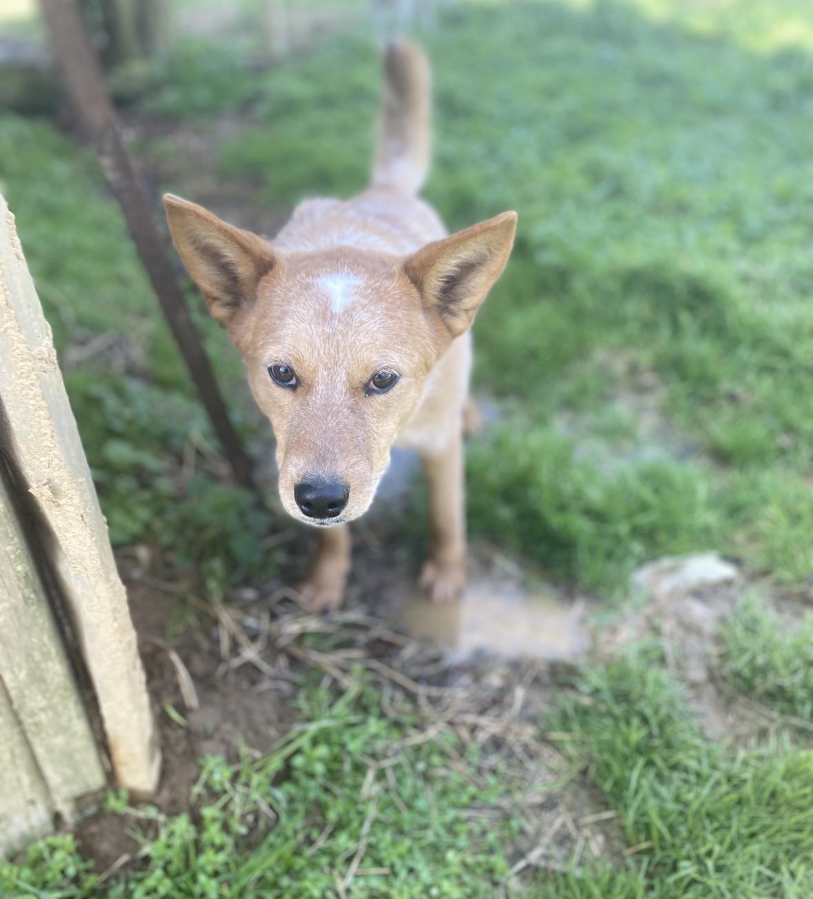 Enlarge Redford, a ADOPTABLE mixed breed in Pembroke, MA image 3/4