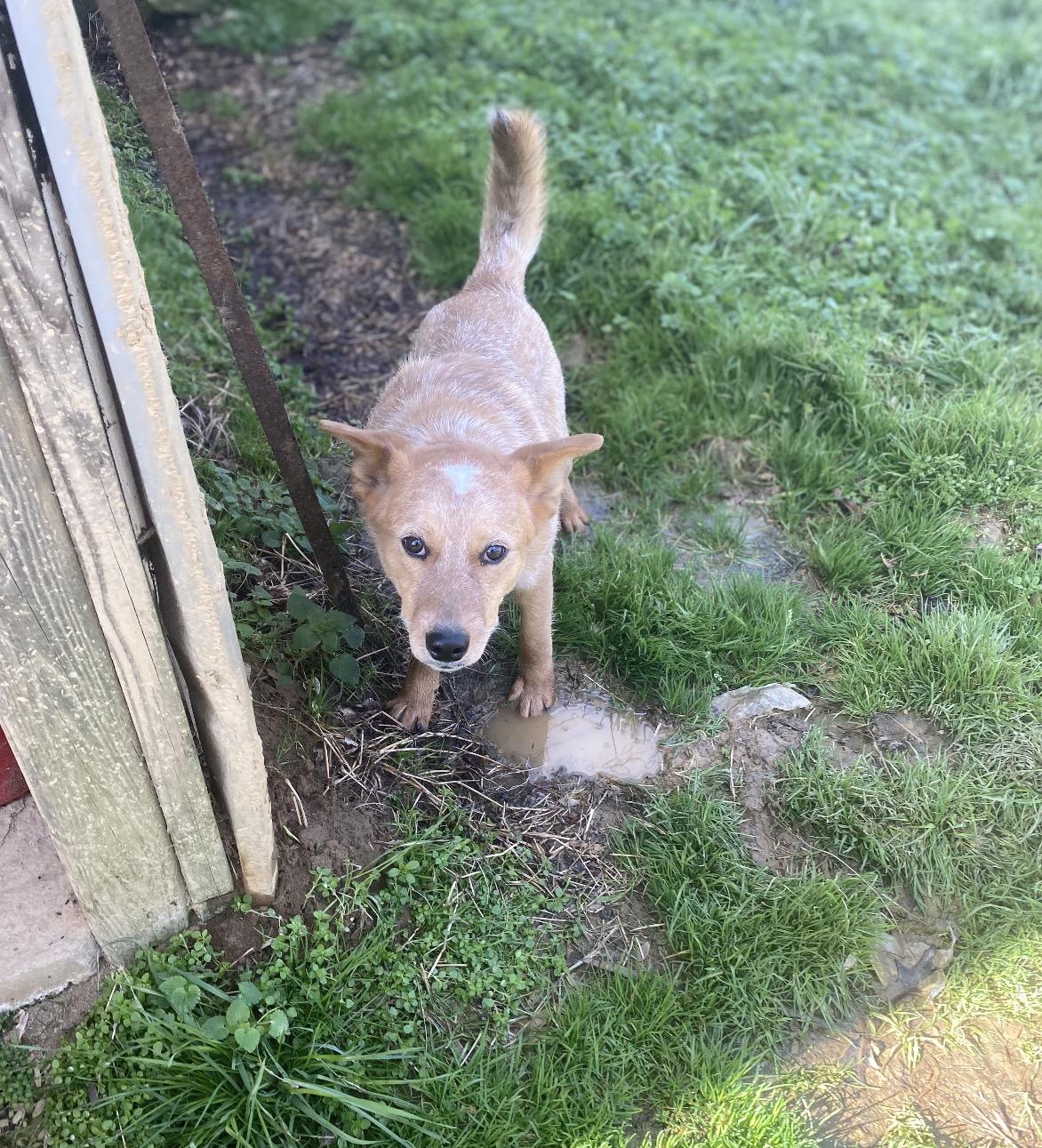 Enlarge Redford, a ADOPTABLE mixed breed in Pembroke, MA image 4/4