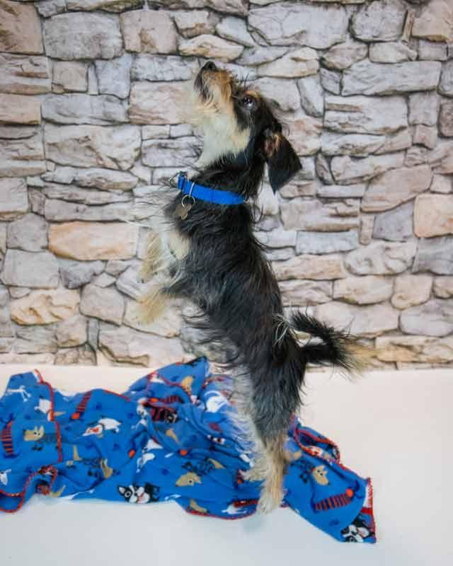 Enlarge Chase, an adopted mixed breed in Kennesaw, GA image 4/6