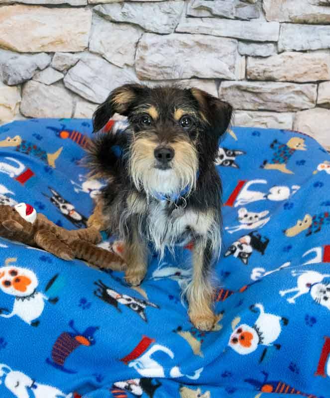 Enlarge Chase, an adopted mixed breed in Kennesaw, GA image 2/6