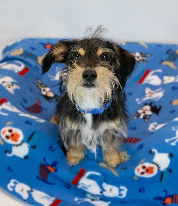 Enlarge Chase, an adopted mixed breed in Kennesaw, GA image 6/6