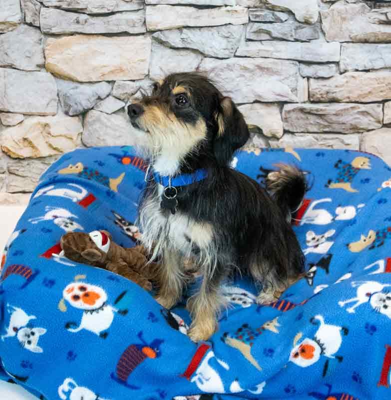 Enlarge Chase, an adopted mixed breed in Kennesaw, GA image 5/6
