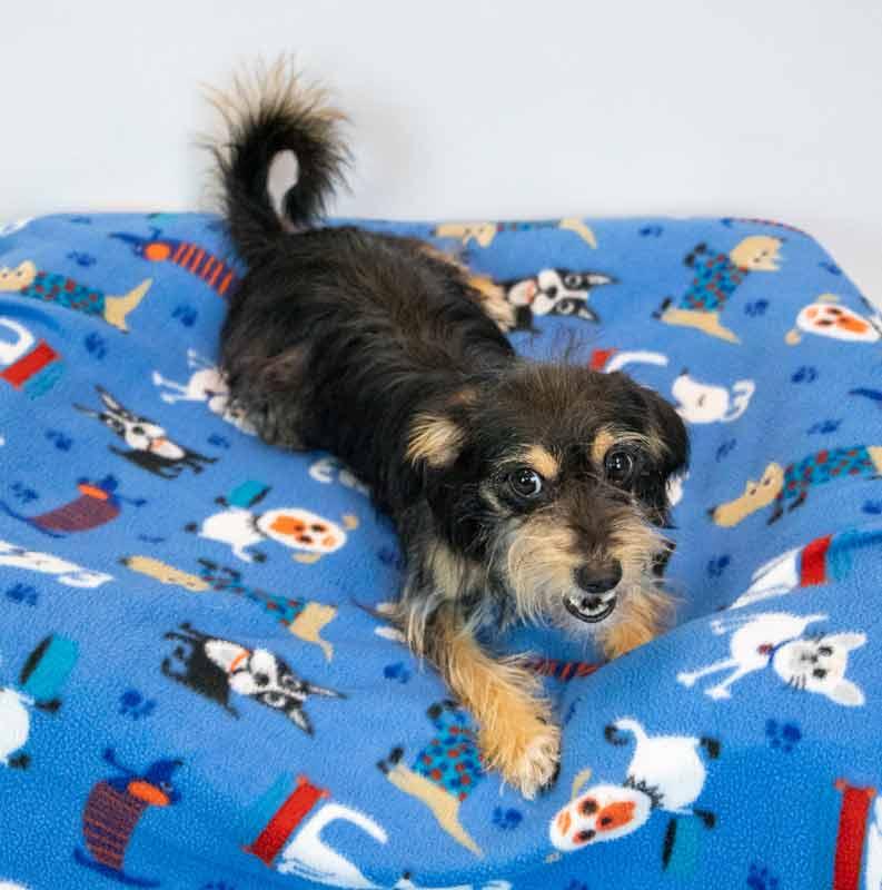 Enlarge Chase, an adopted mixed breed in Kennesaw, GA image 3/6