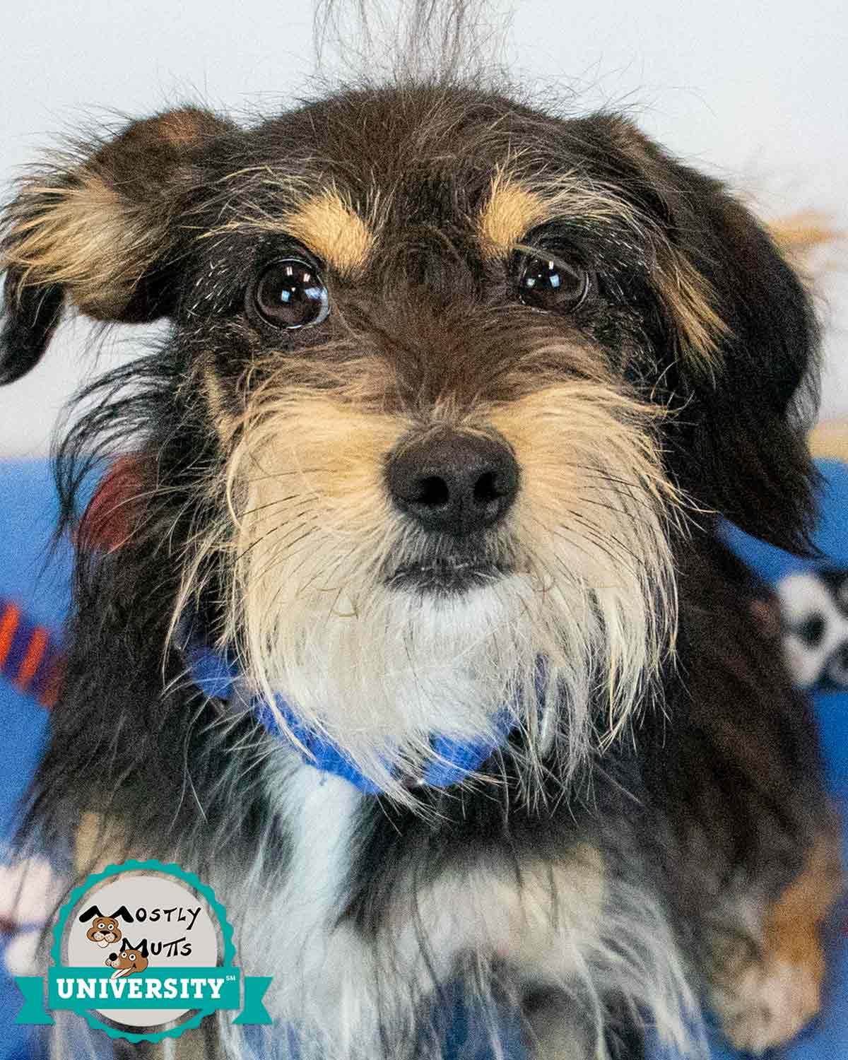 Chase, adopted, Young Male Dachshund & Spaniel.