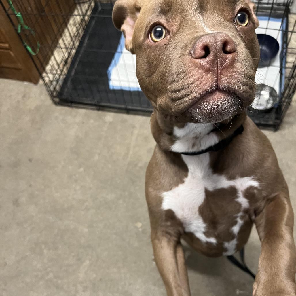 Enlarge Deebo, a Adoptable American Staffordshire Terrier in Richmond Hill, GA image 1/6
