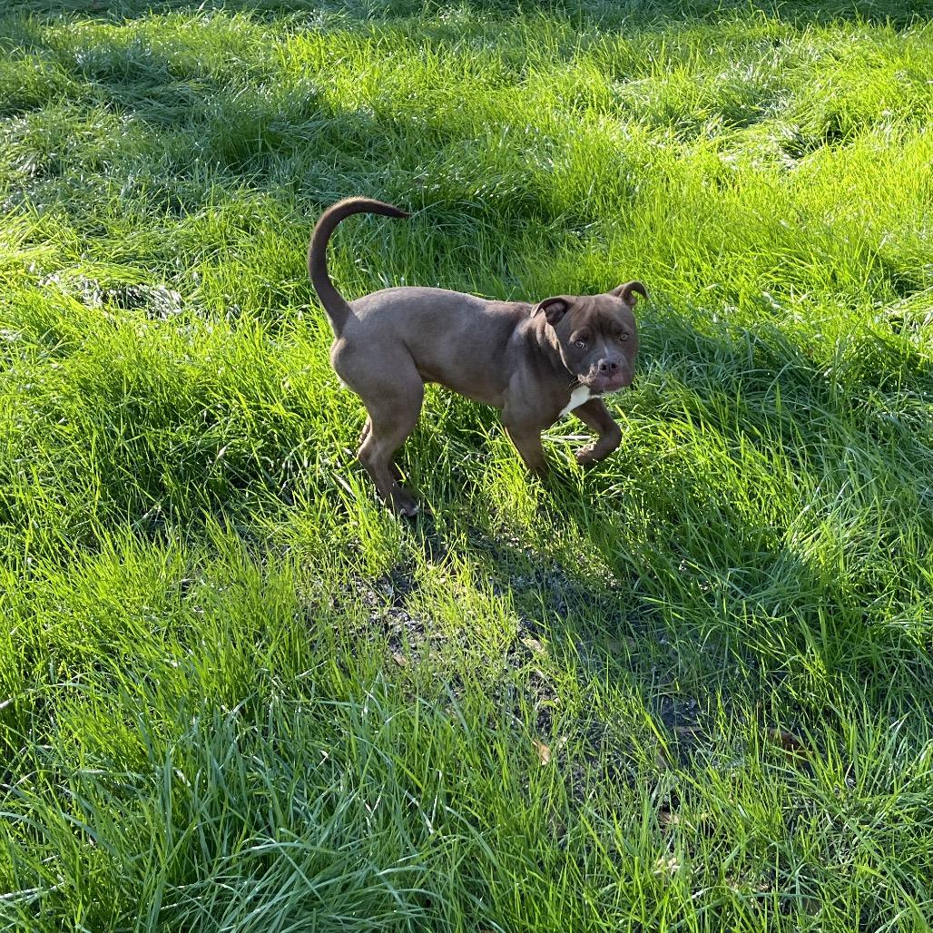 Enlarge Deebo, a Adoptable American Staffordshire Terrier in Richmond Hill, GA image 2/6