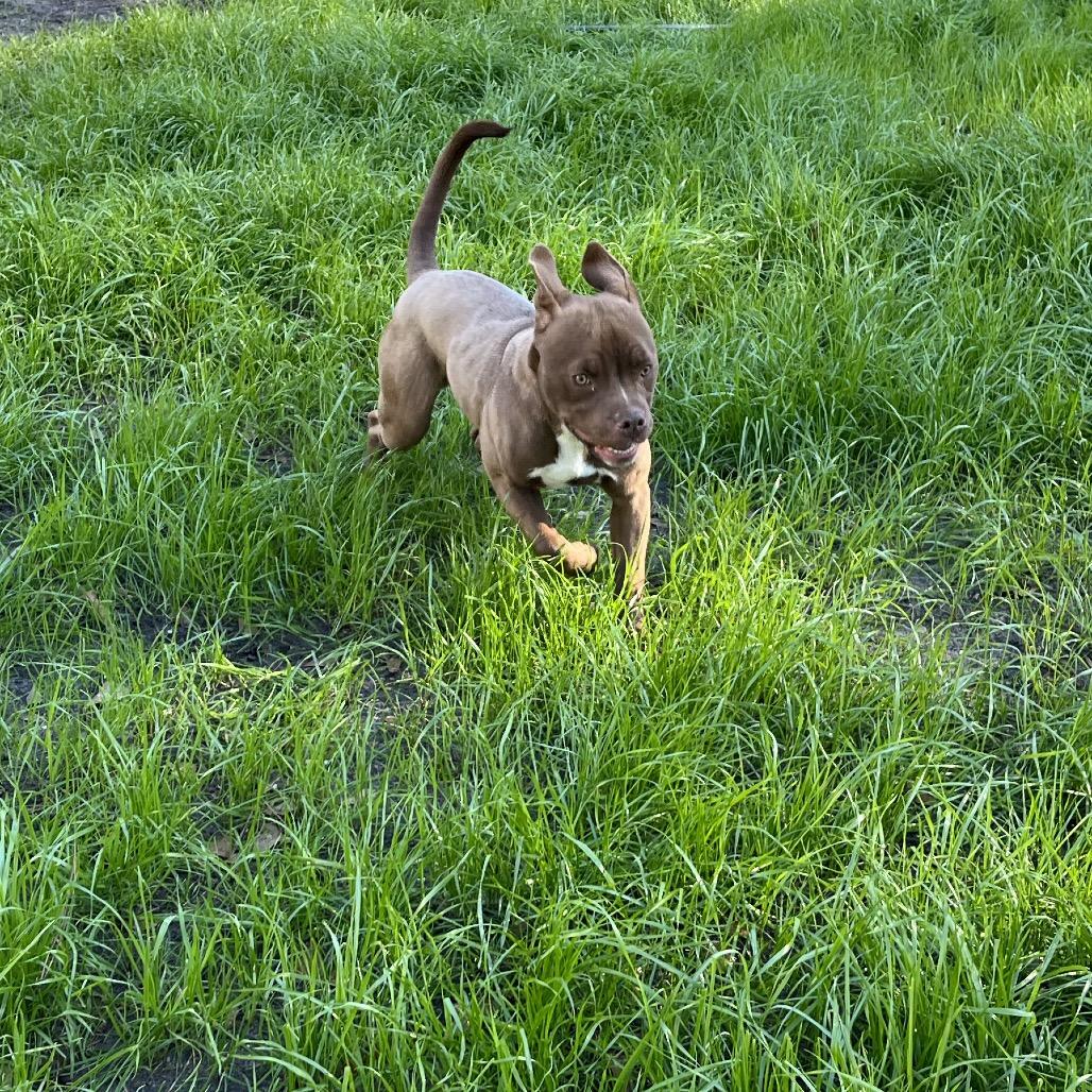 Enlarge Deebo, a Adoptable American Staffordshire Terrier in Richmond Hill, GA image 4/6