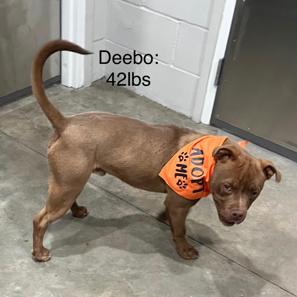 Enlarge Deebo, a Adoptable American Staffordshire Terrier in Richmond Hill, GA image 5/6
