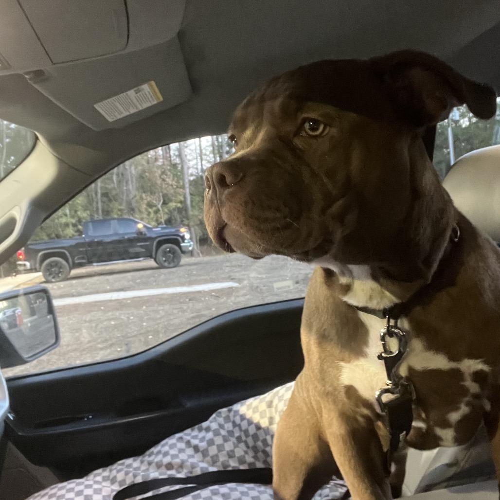 Enlarge Deebo, a Adoptable American Staffordshire Terrier in Richmond Hill, GA image 6/6