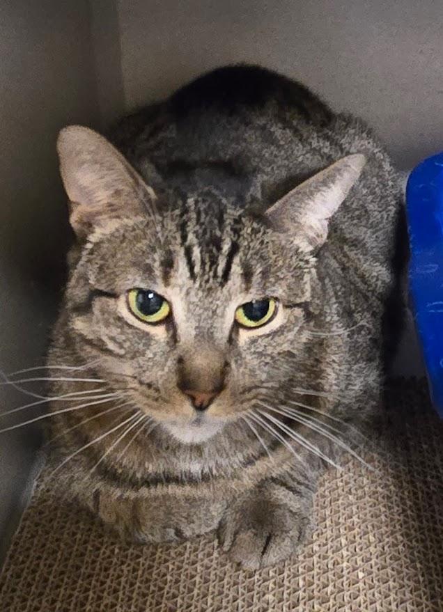 Danni, ADOPTABLE, Adult Female Tabby.