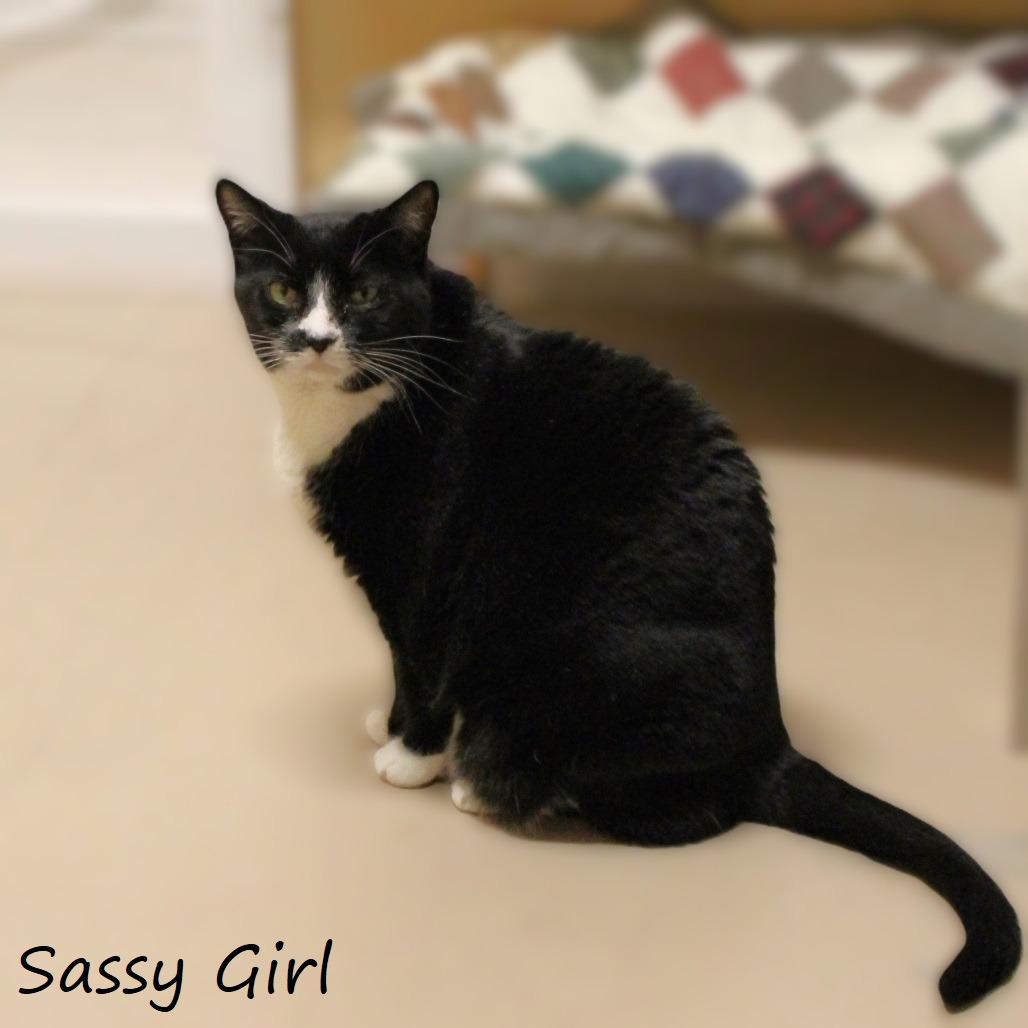Sassy Girl, Adoptable, Adult Female Domestic Short Hair.