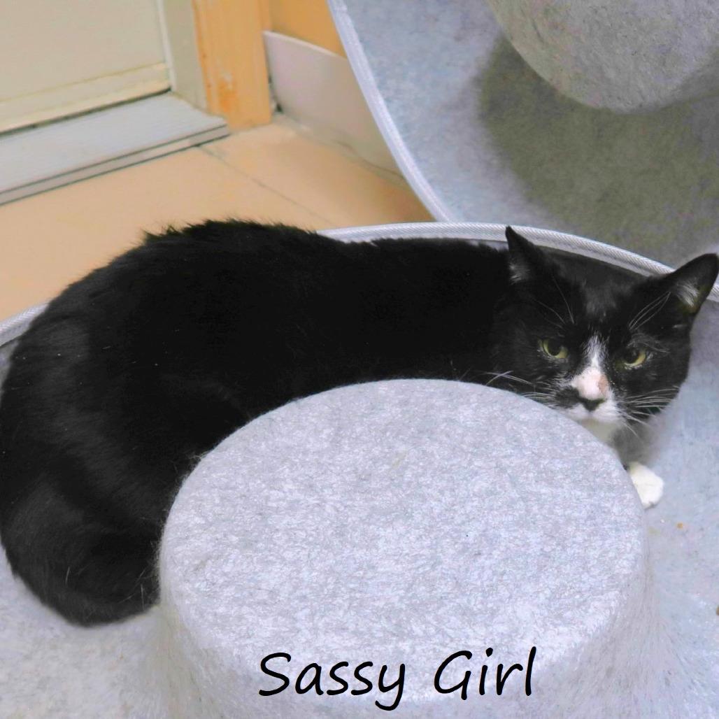 Sassy Girl, Adoptable, Adult Female Domestic Short Hair.