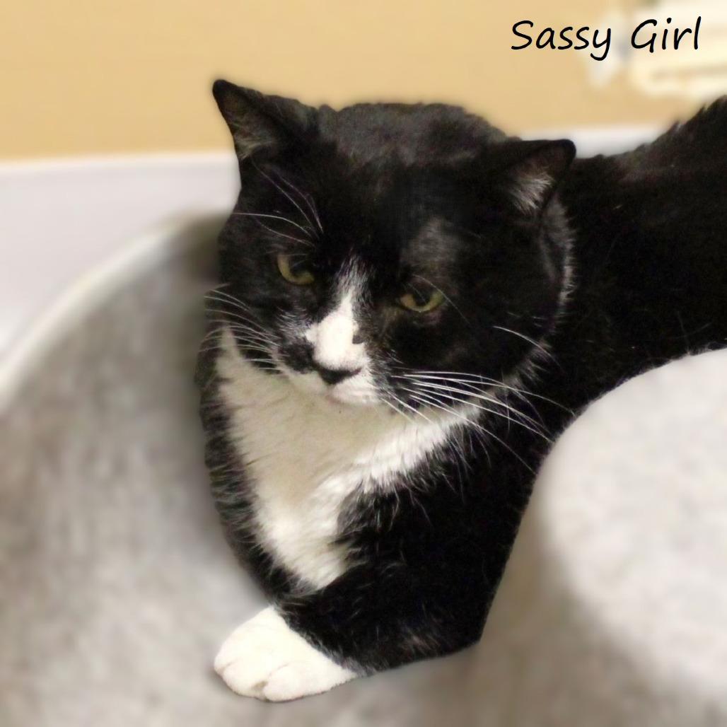 Enlarge Sassy Girl, a Adoptable Domestic Short Hair in Yucaipa, CA image 1/3