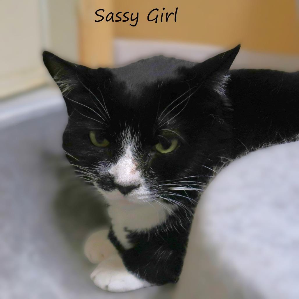 Enlarge Sassy Girl, a Adoptable Domestic Short Hair in Yucaipa, CA image 2/3