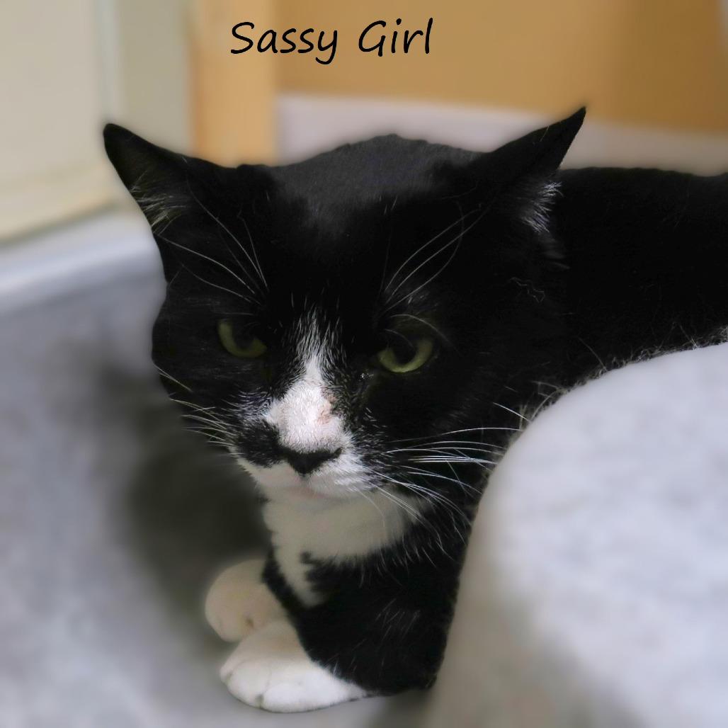 Enlarge Sassy Girl, a Adoptable Domestic Short Hair in Yucaipa, CA image 2/3