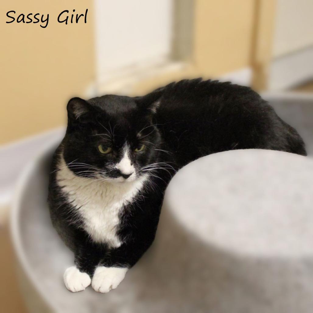 Enlarge Sassy Girl, a Adoptable Domestic Short Hair in Yucaipa, CA image 3/3