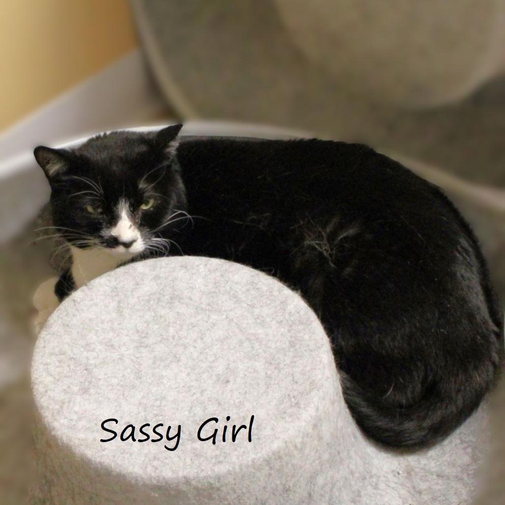 Sassy Girl, a Adoptable Domestic Short Hair in Yucaipa, CA image 4/4