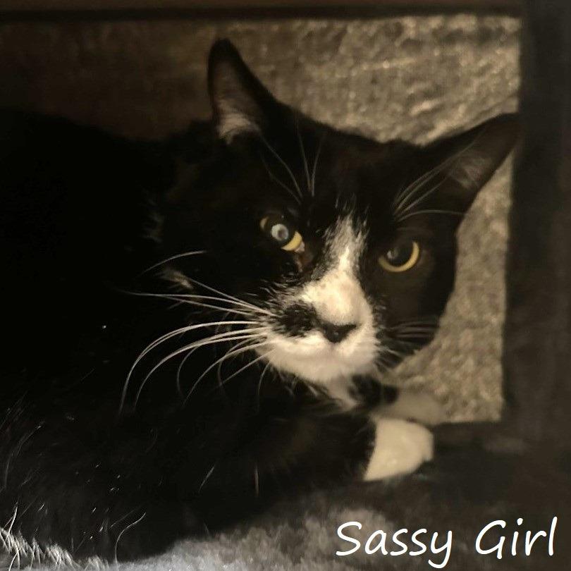 Enlarge Sassy Girl, a Adoptable Domestic Short Hair in Yucaipa, CA image 3/3