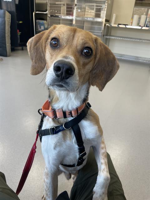 Enlarge BUGLE, a Adoptable mixed breed in Centerville, MA image 1/1