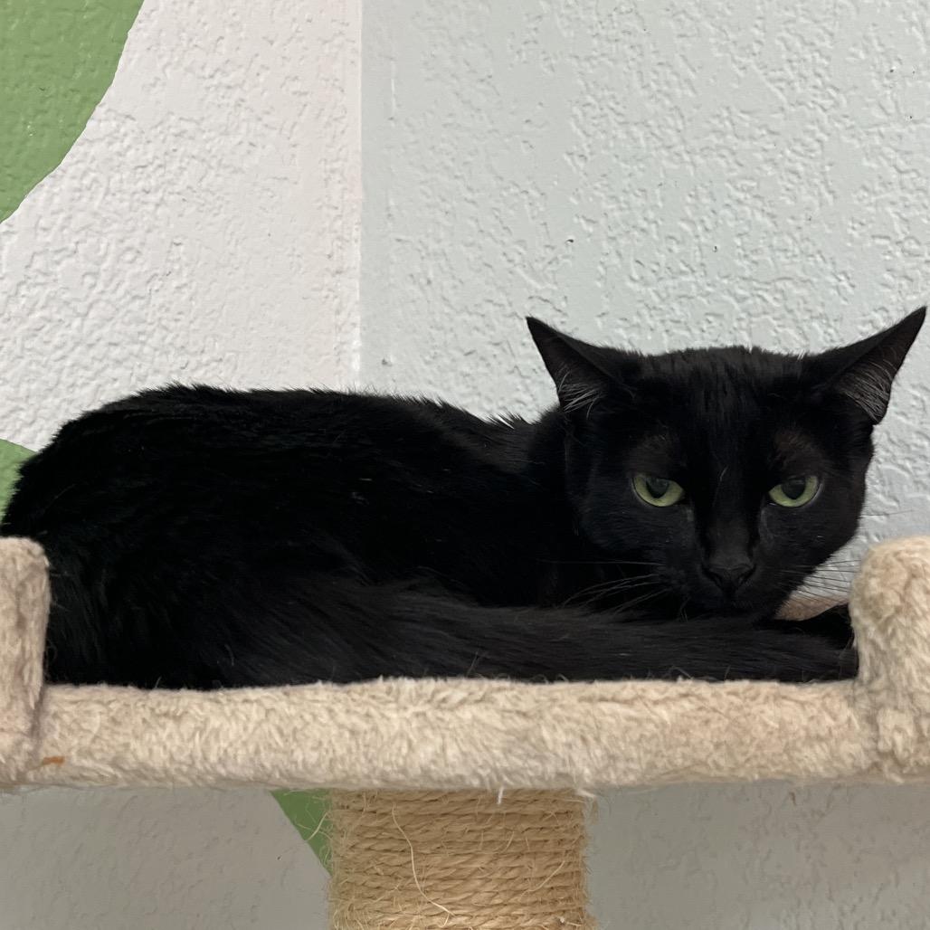Enlarge Po, a Adoptable Domestic Short Hair in Yucca Valley, CA image 1/4