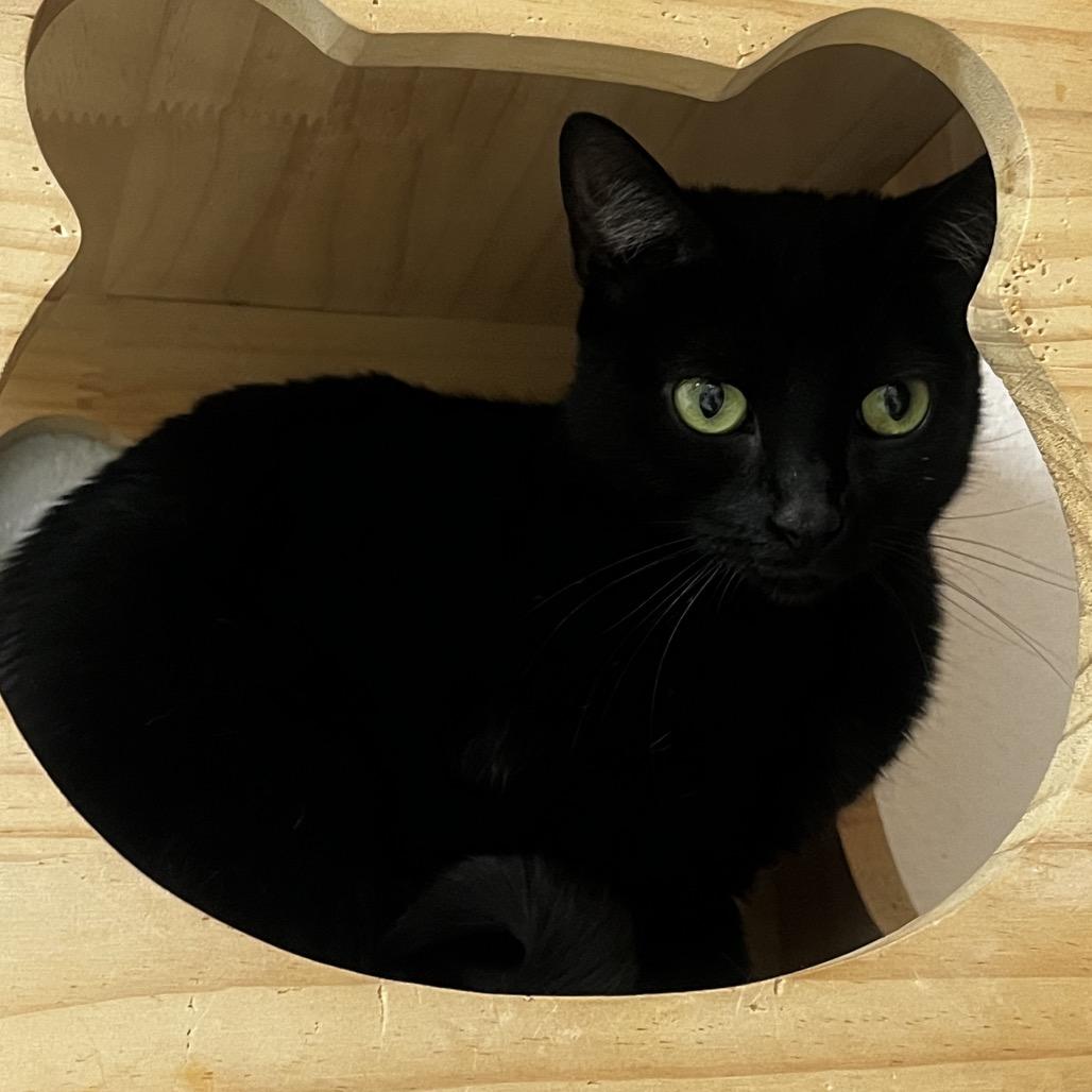 Enlarge Po, a Adoptable Domestic Short Hair in Yucca Valley, CA image 2/4