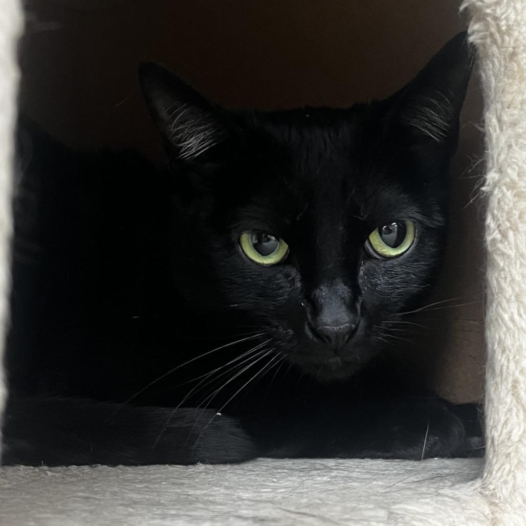 Enlarge Po, a Adoptable Domestic Short Hair in Yucca Valley, CA image 3/4