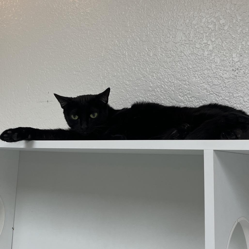 Enlarge Po, a Adoptable Domestic Short Hair in Yucca Valley, CA image 4/4