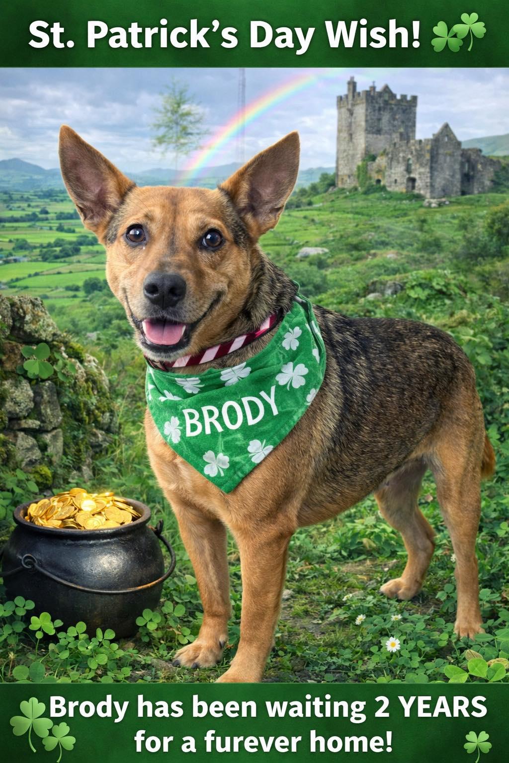 Enlarge BRODY, a Adoptable mixed breed in Garland, TX image 1/6