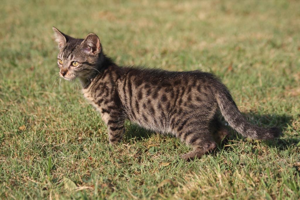 Lester, Adoptable, Young Male Domestic Medium Hair.