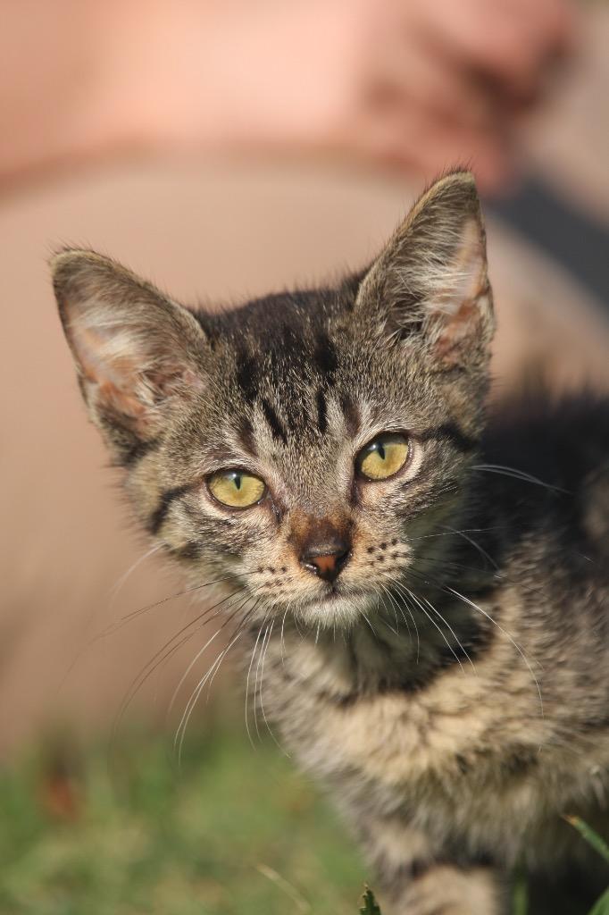 Enlarge Lester, a Adoptable mixed breed in Claremore, OK image 2/4